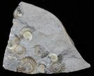 Promicroceras Ammonite Fossils - England #30888-2